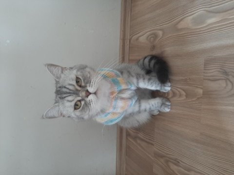 Sevimli british shorthair maya