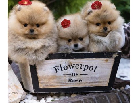 Ayı surat orjinal tayland pomeranian boo yavrular