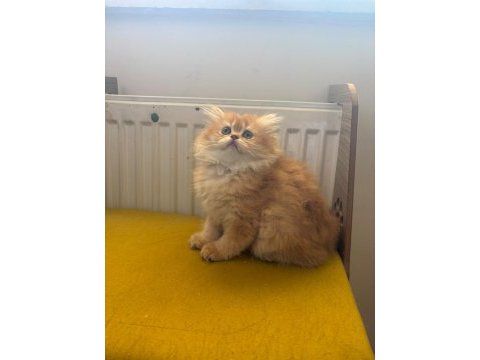 British longhair 2 aylık yavru