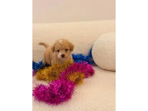 Yavru maltipoo bebeklerimiz
