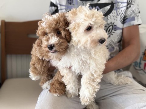 Ankarada wc eğitimli maltipoo yavrularımız