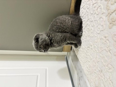 Scottish fold bebek
