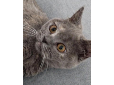 British shorthair kedimiz eşyaları ile sahiplendirilecektir