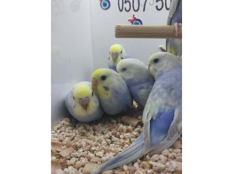 Muhabbet kuşu yavruları