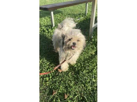 Sahiplendirilecek erkek shih tzu