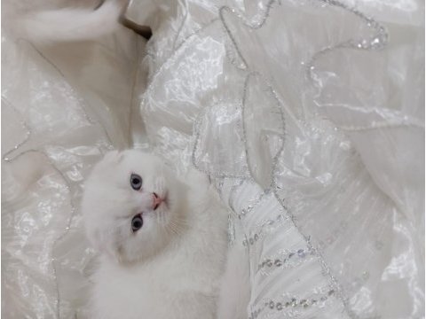 Scottish fold kar beyazı mavişler