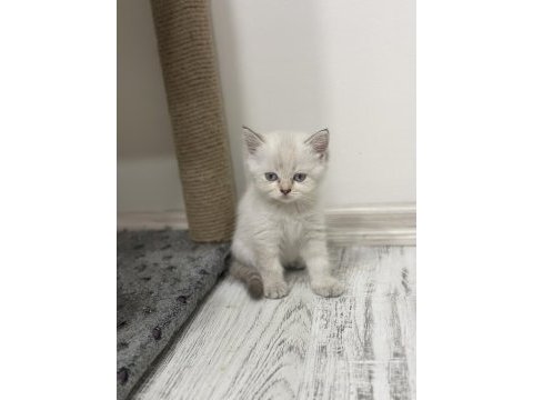 Yavru british shorthair