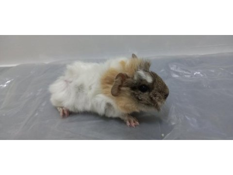 Guinea pig şehir içi ve şehir dışı teslimat vardır