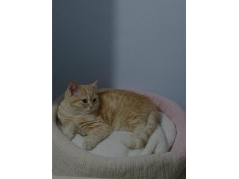 Anne british shorthair 8 aylık erkek full eğitimli