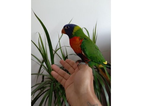 Full evcil 5 aylık gökkuşağı lori