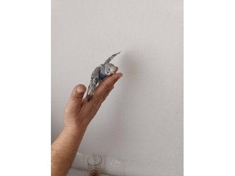 Ele alıştırmalık muhabbet kuşlar