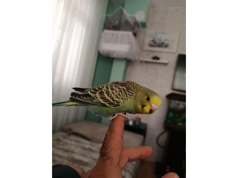 4 aylık yavru muhabbet kuşları son 2 adet kaldı