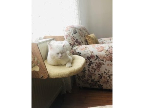 British kedim için eş aranıyor