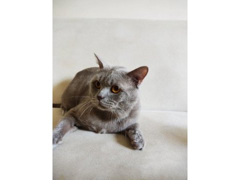 2 yaşında tatlı british shorthair