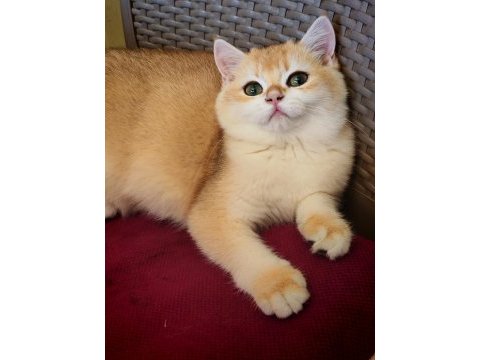 Ny 12 erkek british shorthair