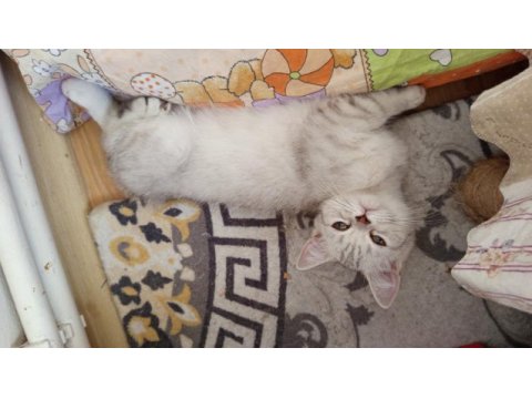 British shorthair ve british golden yavru kediler