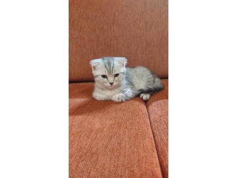 Minnoş anne ve iki tatlış scottish fold yavru yuva arıyoruz