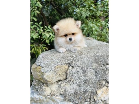 Yavru pomeranian köpeğimiz sağlık ve ırk garantilidir