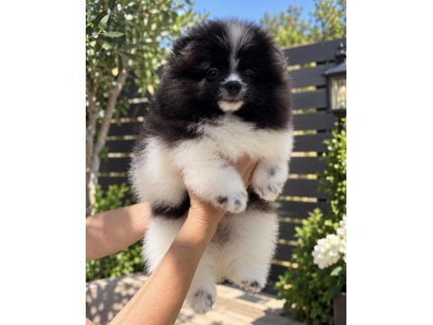 Muhteşem bicolor pomeranian yavrularımız