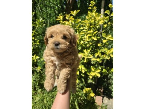 Orjinal teacup maltipoo