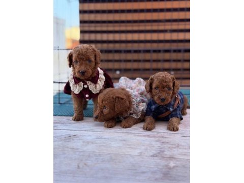 Toy poodle köpeği