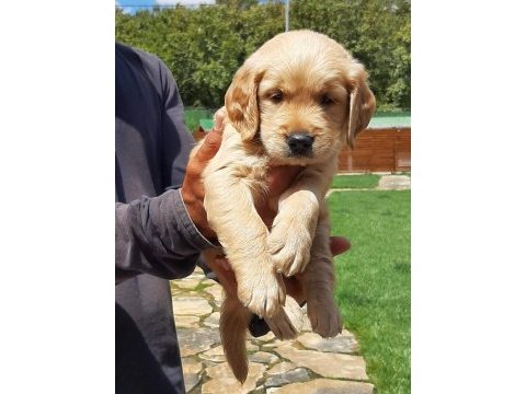 Ruhsatli çiflikten özel golden retriever yavrulari 
