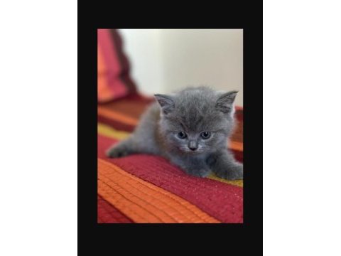 29 mayıs doğumlu british shorthair yavru