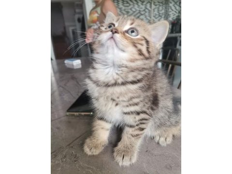 Black golden tabby erkek yavrular