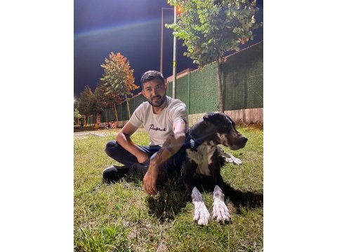 1 yaşında danua blue merle