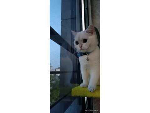 Tam bir dost canlısı british shorthair