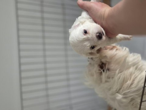 Maltese terrier yavrum 55 günlük