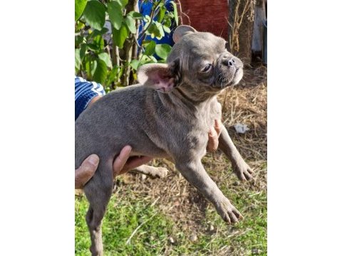 Blue dişi french bulldog yavrumuz