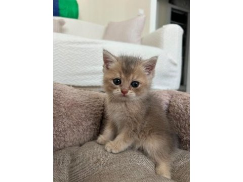 British shorthair golden ny12 ve silver point mükemmel yavru