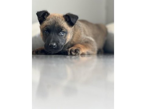 Safkan ve şecereli orjinal a kalite malinois yavruları