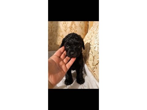 Siyah 2 aylık toy poodle dişi