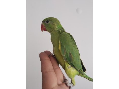 El besleme bebek pakistan papağanlar