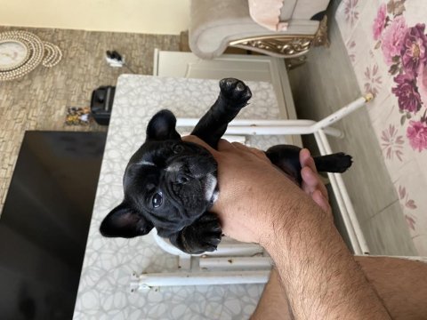 Fransız bulldog 35 günlük