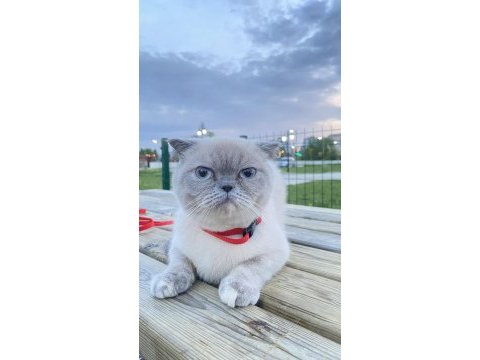 Blue point british shorthair