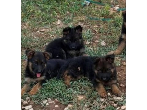 Orjinal alman çoban köpeği (alman kurdu) yavrusu