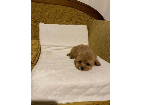 Toy poodle ayarında maltipoo bebekler