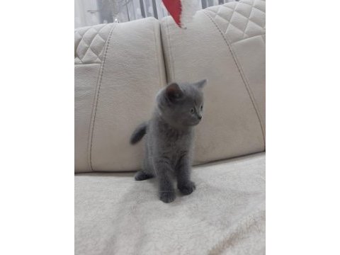 British shorthair yavrular