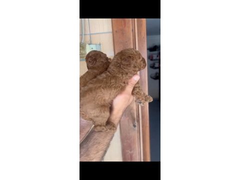 Red poodle yavrularımız