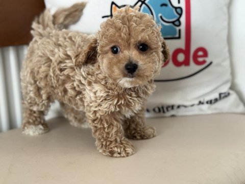 Petmode köpek çiftliğinde ziyarete açık kore maltipoo
