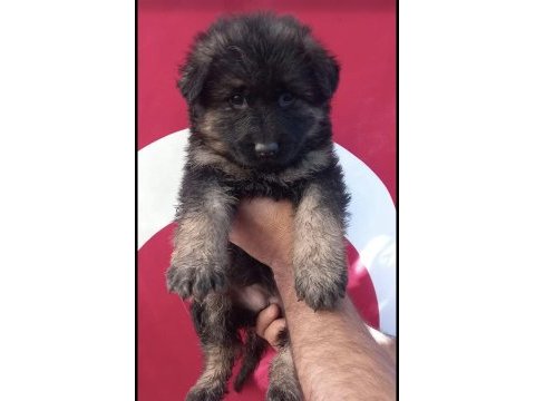 Düşük bel ırk standartlarında alman kurdu