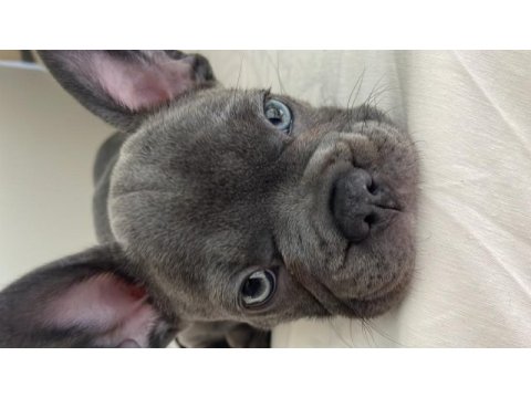 A kalite sıfır kuyruk sıfır burun ev doğum french bulldog
