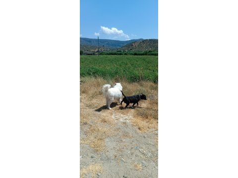 3 yaşında erkek samoyed