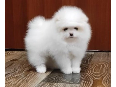 Ayı suratlı orijinal boo yavrular garantili taksitle