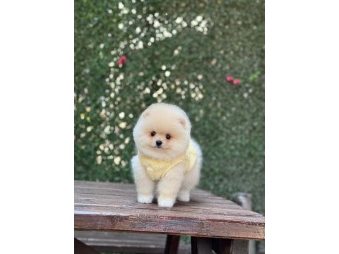 Show kalite pomeranian boo yavrular