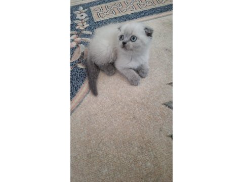 Scottish fold minnoş kedim
