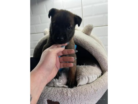 Küçük ve hırslı belçika kurdu (malinois) yavruları